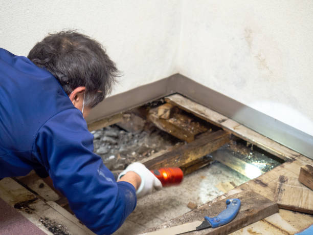 Best DIY Mold Remediation Support Services in Panaca, NV