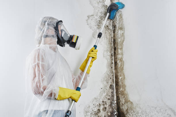 Best Emergency Mold Remediation in Panaca, NV