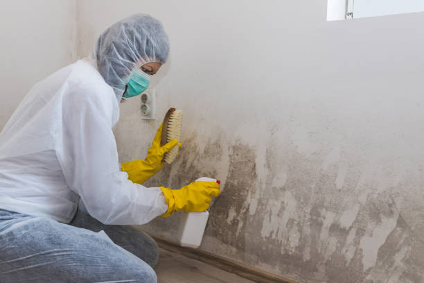 Best Basement Mold Remediation in Panaca, NV