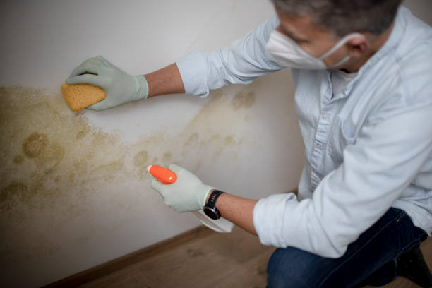 Best Black Mold Remediation in Panaca, NV