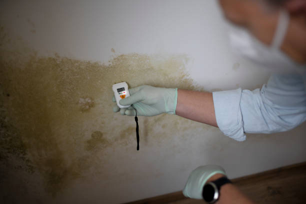 Best Mold Remediation for Schools in Panaca, NV