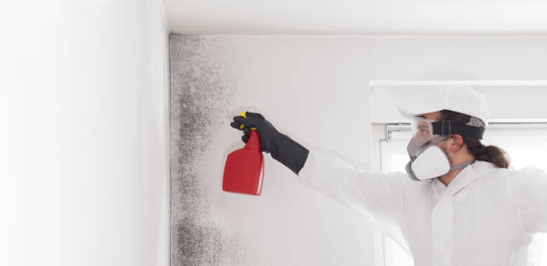 Best Crawl Space Mold Remediation in Panaca, NV