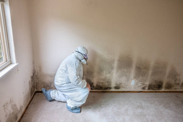 Best Industrial Mold Remediation in Panaca, NV